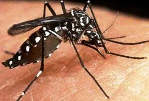 dengue 300x203 Around 40% of global population at risk from dengue: WHO
