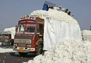 Cotton Exports 300x207 Cotton Exports: Government may allow 20 Lakh bales