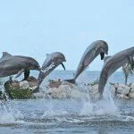 Dolphin Research Centre 150x150 Asia’s first Dolphin Research Centre likely in Patna 