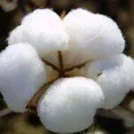 cotton2 150x150 No fresh permit for cotton export: GOM