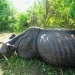Rhino 150x150 Mass killing of Rhino at Kaziranga National Park
