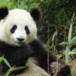 Panda animal 150x150 Climate Change threatened existence of Giant pandas